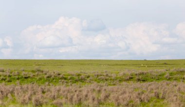 Kazakistan 'ın bozkırlarında bahar