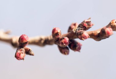 çiçek bud bir ağaç üzerinde