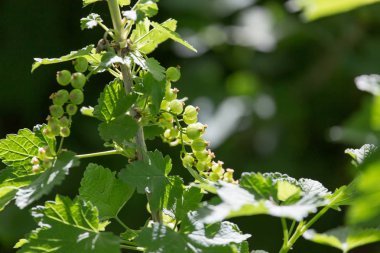 Genç dalları Frenk üzümü