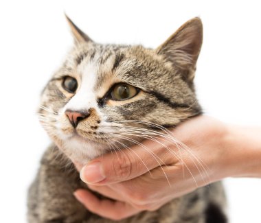 Beyaz bir arka planda elinde kedi