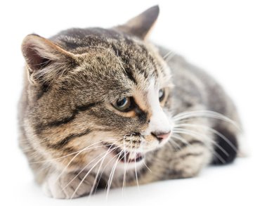 Önünde yatan korkmuş kedi yavrusu. Beyaz arka planda izole edilmiş. Başka yere bakıyorum.