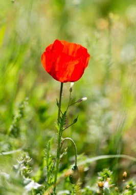 doğa kırmızı poppy