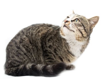 Beyaz bir arka plan üzerinde kedi portre