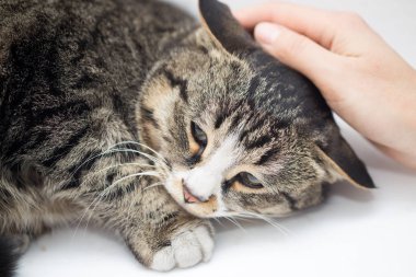 Beyaz bir arka planda elinde kedi