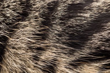 arka plan olarak kedi kürk. doku