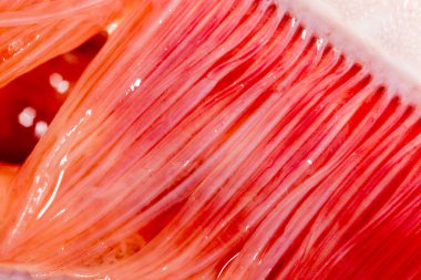 Pike solungaçları balık. Super makro