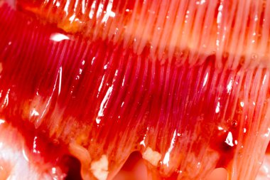 Pike solungaçları balık. Super makro