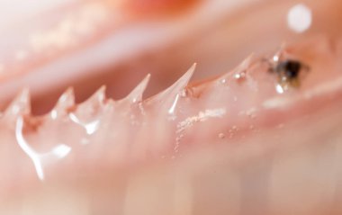 Diş balık pike. Super makro