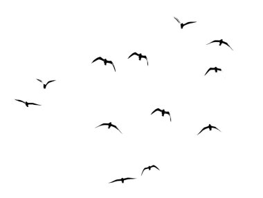 Beyaz arka planda bir kuş sürüsünün silueti