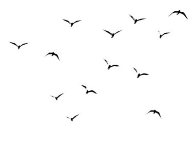 Beyaz arka planda bir kuş sürüsünün silueti