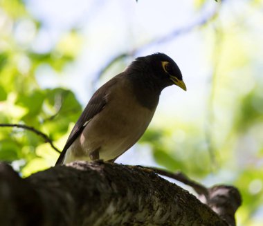 storno indiano sulla natura