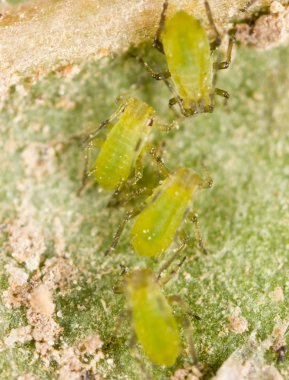 Ekstrem büyütme - Bitkinin üzerindeki yeşil yaprak bitleri