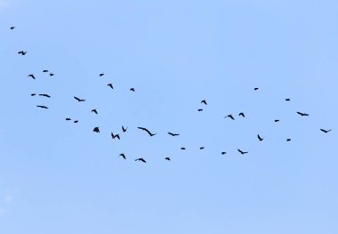 Kuş gökyüzünde uçuyor.