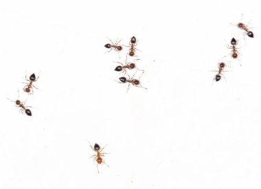 Beyaz duvardaki karıncalar