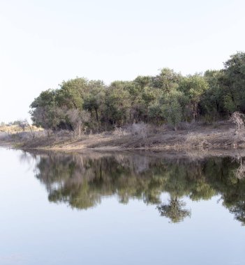 Sudaki ağaçların yansıması