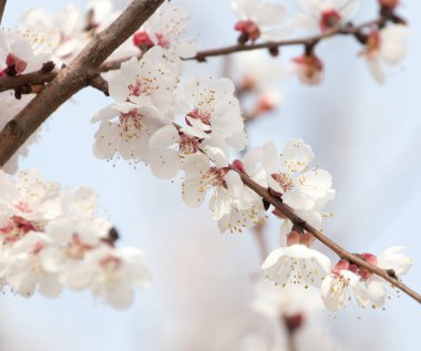 Kayısı çiçekleri doğada bir ağaçta