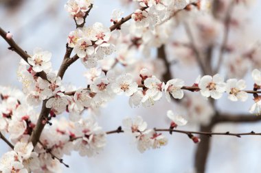 Kayısı çiçekleri doğada bir ağaçta
