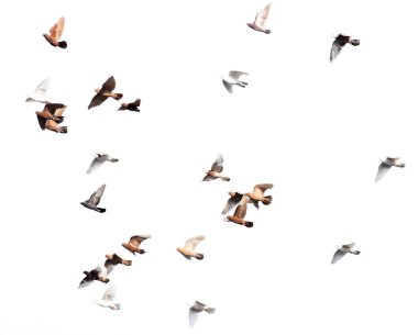 Beyaz arka planda güvercin sürüsü