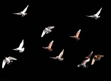 Siyah bir zemin üzerinde güvercin sürüsü