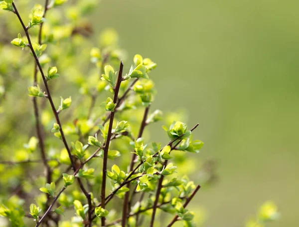 Las hojas pequeñas sobre el árbol en primavera — Foto de Stock