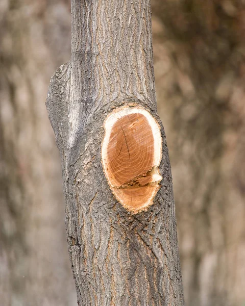 Em uma fatia de tronco de árvore — Fotografia de Stock