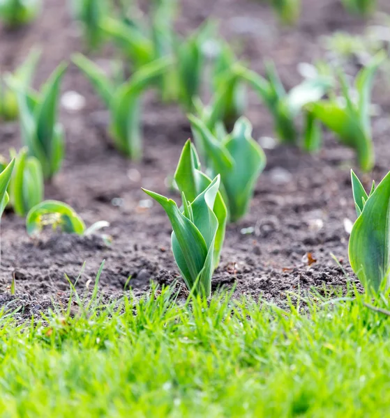 Folhas verdes de uma tulipa na natureza — Fotografia de Stock