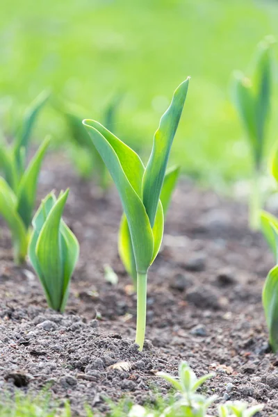 Gröna blad av en tulpan i naturen — Stockfoto