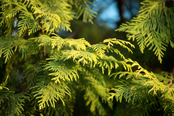 Groene arborvitae branch op de natuur — Stockfoto