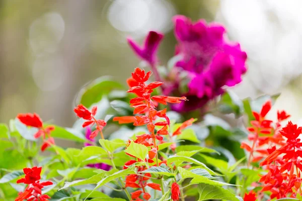 Schöne rote Blume in der Natur — Stockfoto