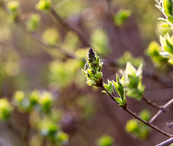 Las hojas pequeñas sobre el árbol en primavera — Foto de Stock