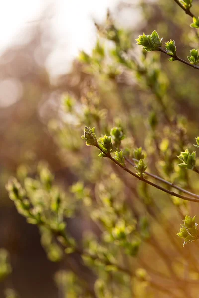 Las hojas pequeñas sobre el árbol en primavera — Foto de Stock