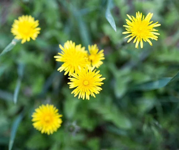Flores de dente-de-leão amarelas na natureza — Fotografia de Stock