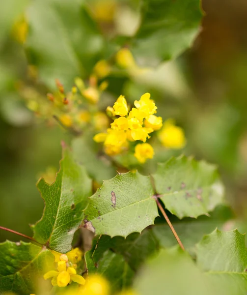 Kleine gele bloem in de natuur — Stockfoto