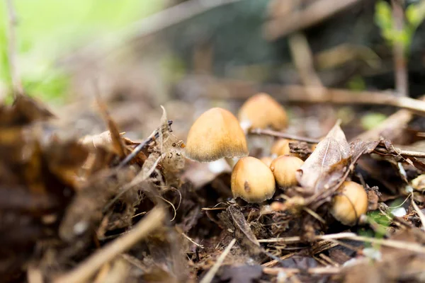 Pilz im Wald in der Natur — Stockfoto