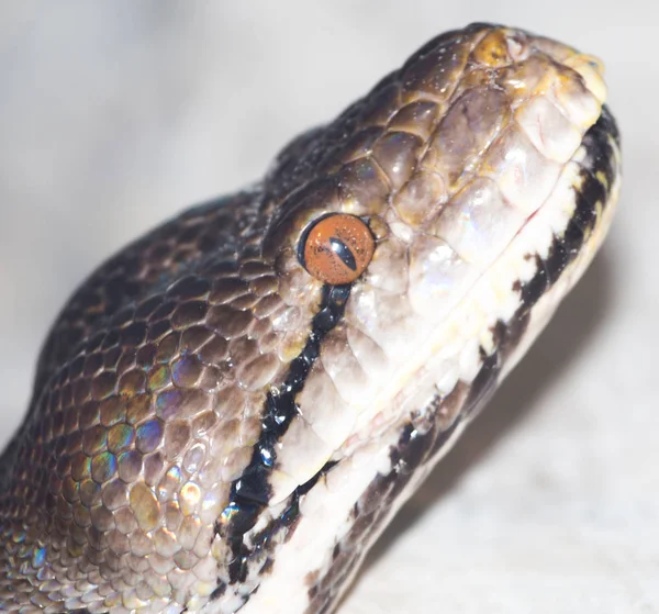 Slang in de natuur — Stockfoto