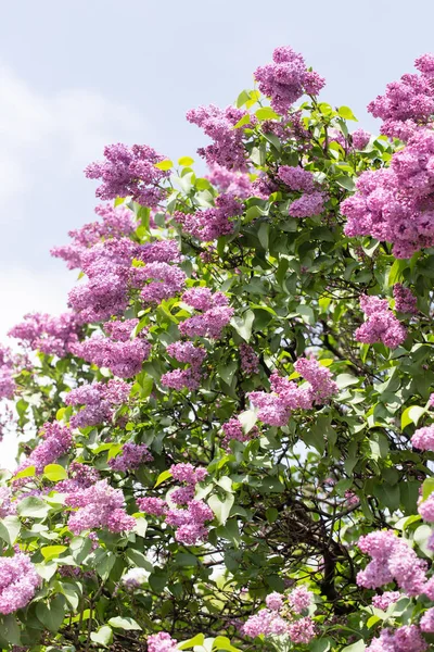 Hermosas flores lila en la naturaleza — Foto de Stock