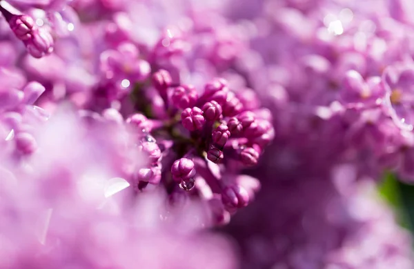 自然の中で美しいライラック色の花 — ストック写真