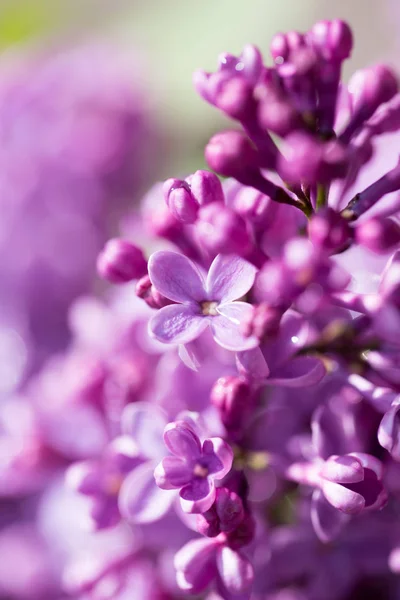 Schöne fliederfarbene Blüten in der Natur — Stockfoto