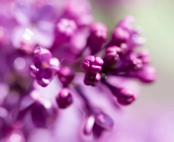 Bellissimi fiori lilla in natura — Foto Stock