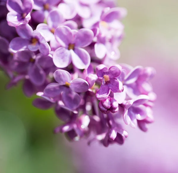 Schöne fliederfarbene Blüten in der Natur — Stockfoto