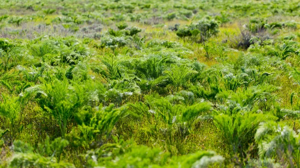 Cime di carote verdi nella natura selvaggia — Foto Stock