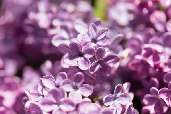 Schöne fliederfarbene Blüten in der Natur — Stockfoto