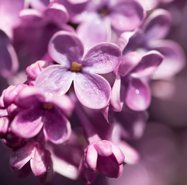 Mooie lila bloemen in de natuur — Stockfoto