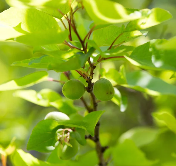 Green apricots on the tree in nature — Stock Photo, Image