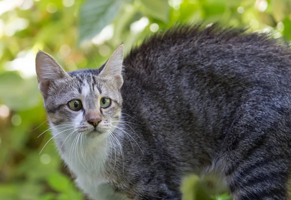 Kat in het gras op de natuur — Stockfoto