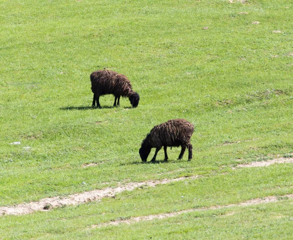 Ovelhas pastam em um prado — Fotografia de Stock