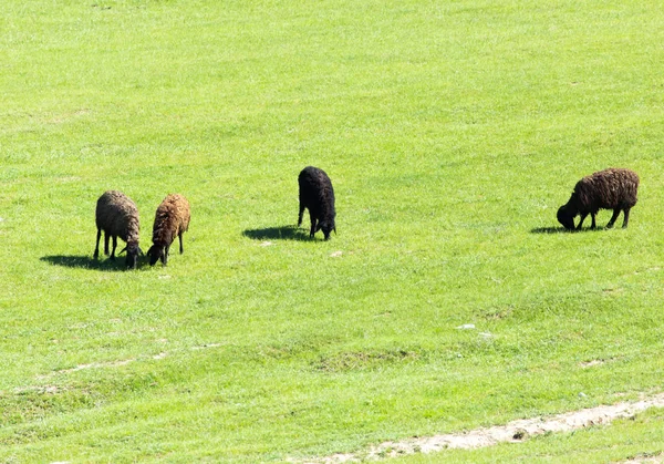 Овцы на пастбище на природе — стоковое фото