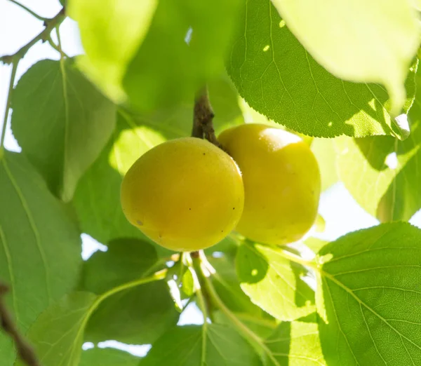 Albaricoques maduros en una rama de árbol —  Fotos de Stock