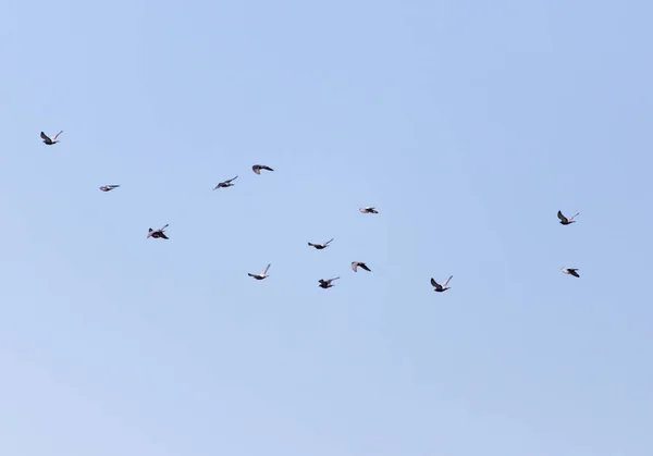 空にはハトが群がっていて — ストック写真