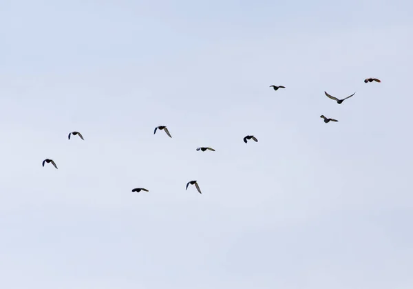 Un troupeau de pigeons dans le ciel — Photo